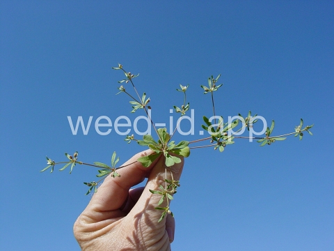 carpetweed